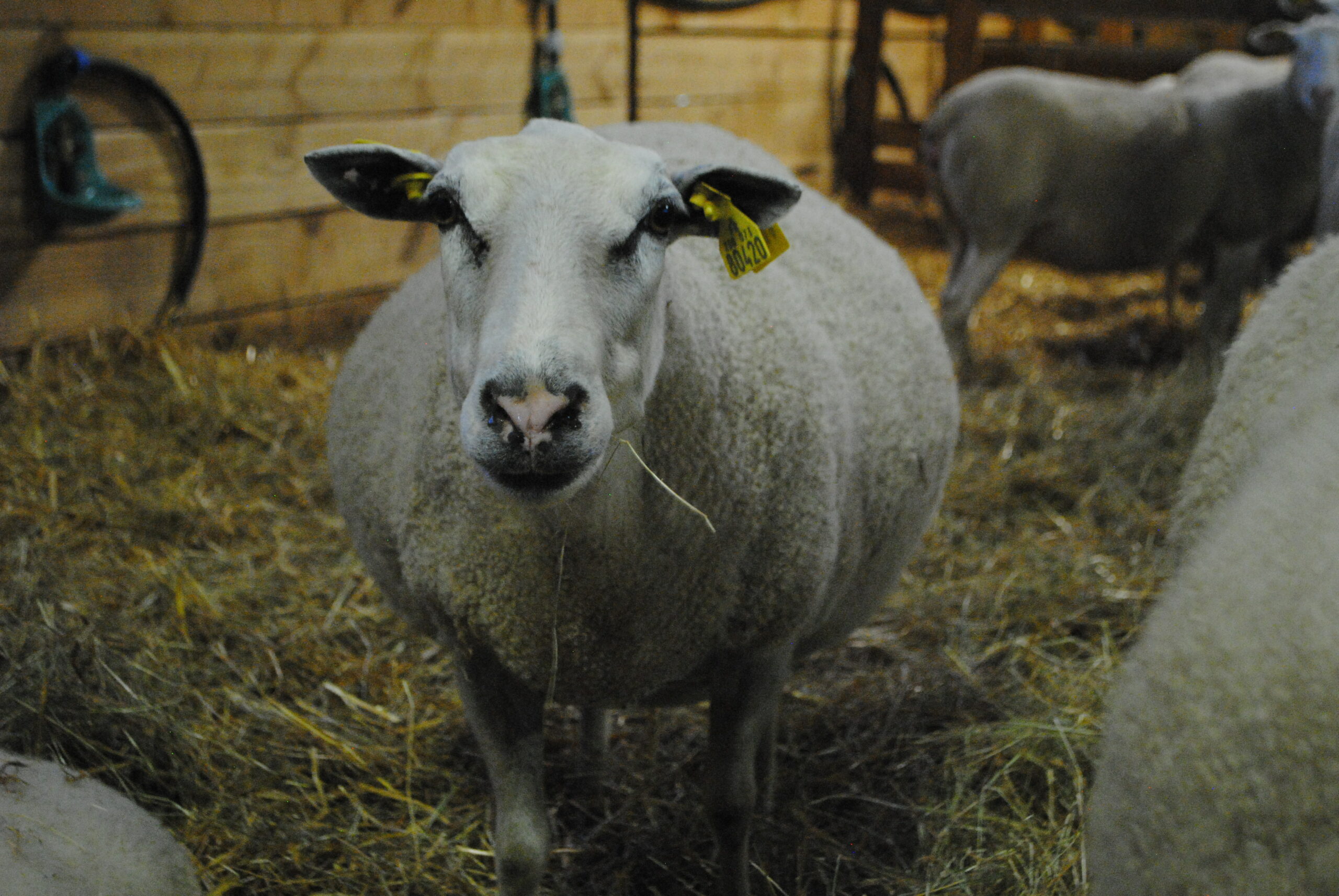 La chronique ovine : Soigner les toxémies de gestation