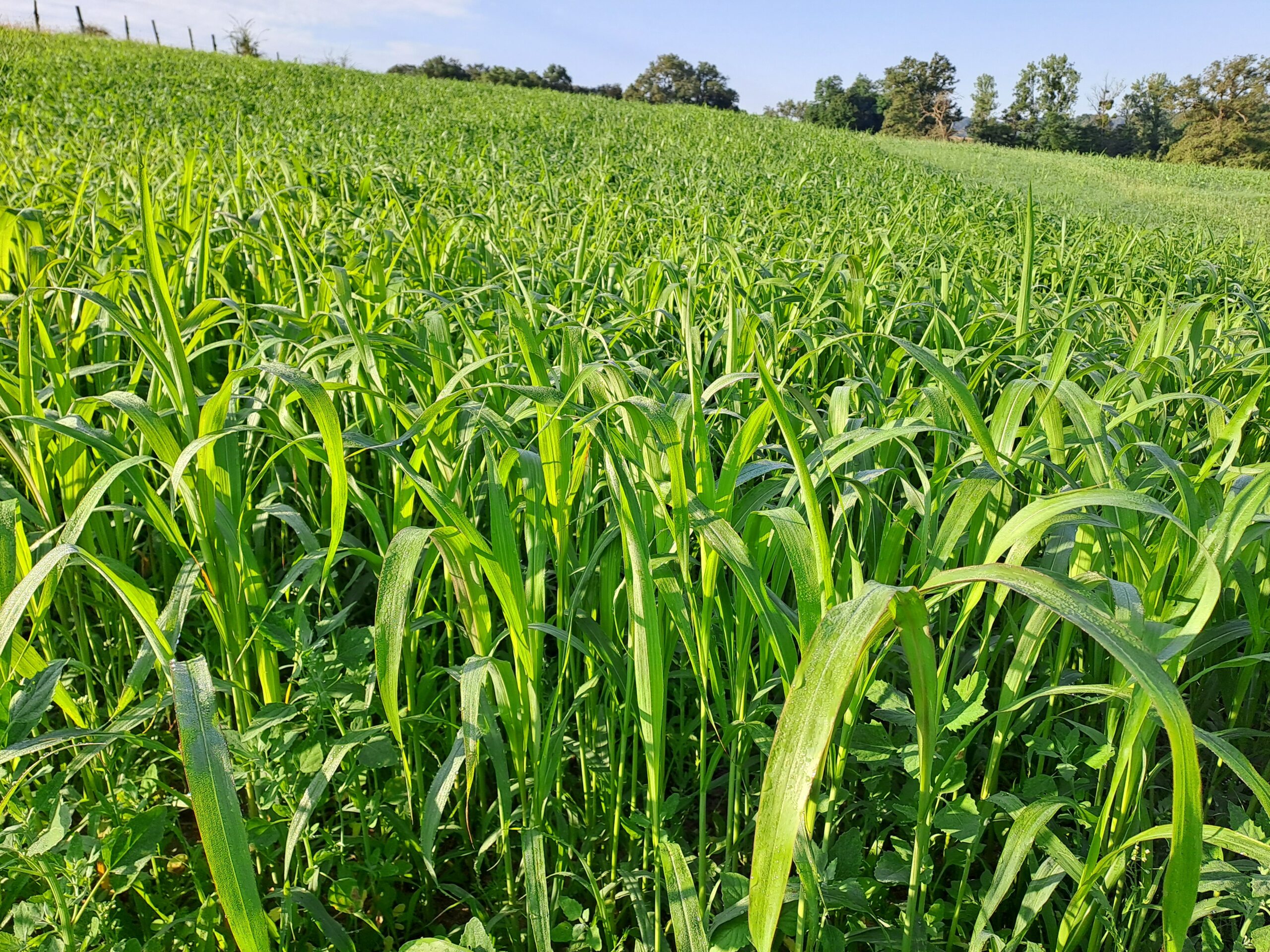 Sorgho : attendre 60 cm pour le faire pâturer