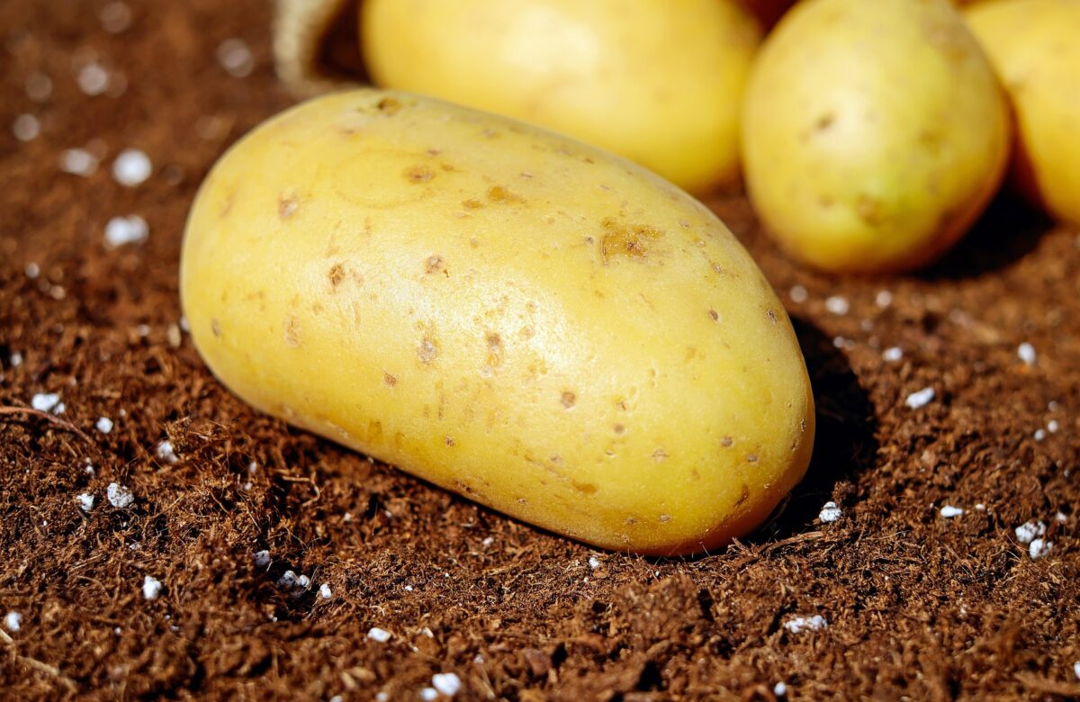 Pommes de terre : Un plan européen de lutte contre le mildiou réclamé