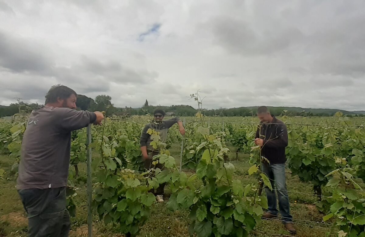 Viticulture biologique : Rencontre Bout de Champs Viticulture à Parnac