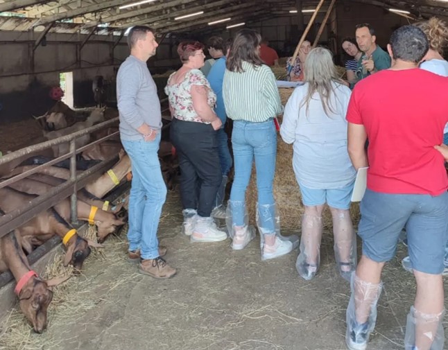 Adaptation aux fortes chaleurs : un refroidisseur d’ambiance pour les chèvres