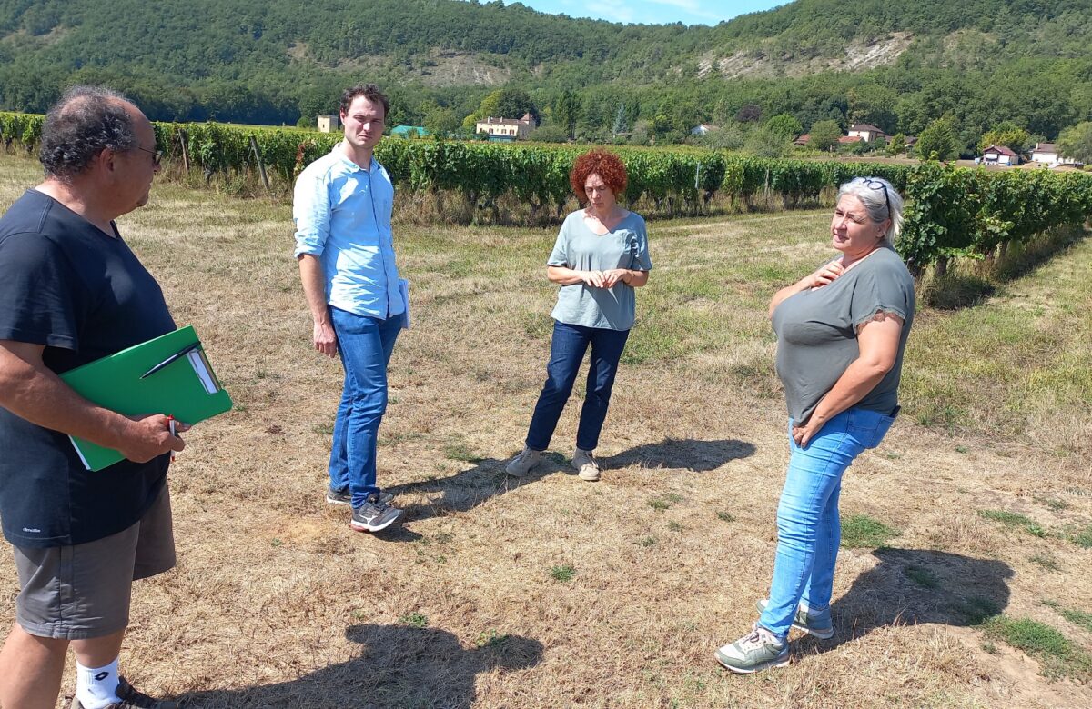 Sinistre gel de printemps sur vignes : Des pertes catastrophiques confirmées !