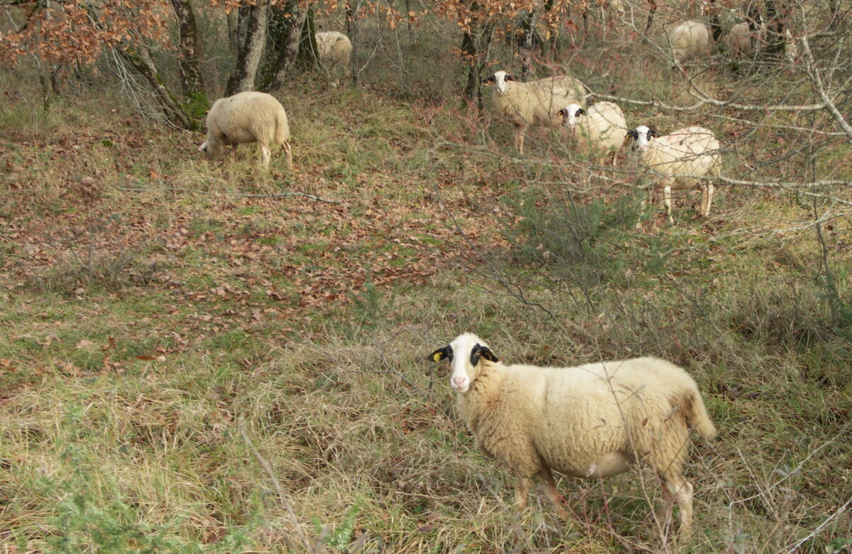 Le Pastoralisme : Outil de prévention des incendies