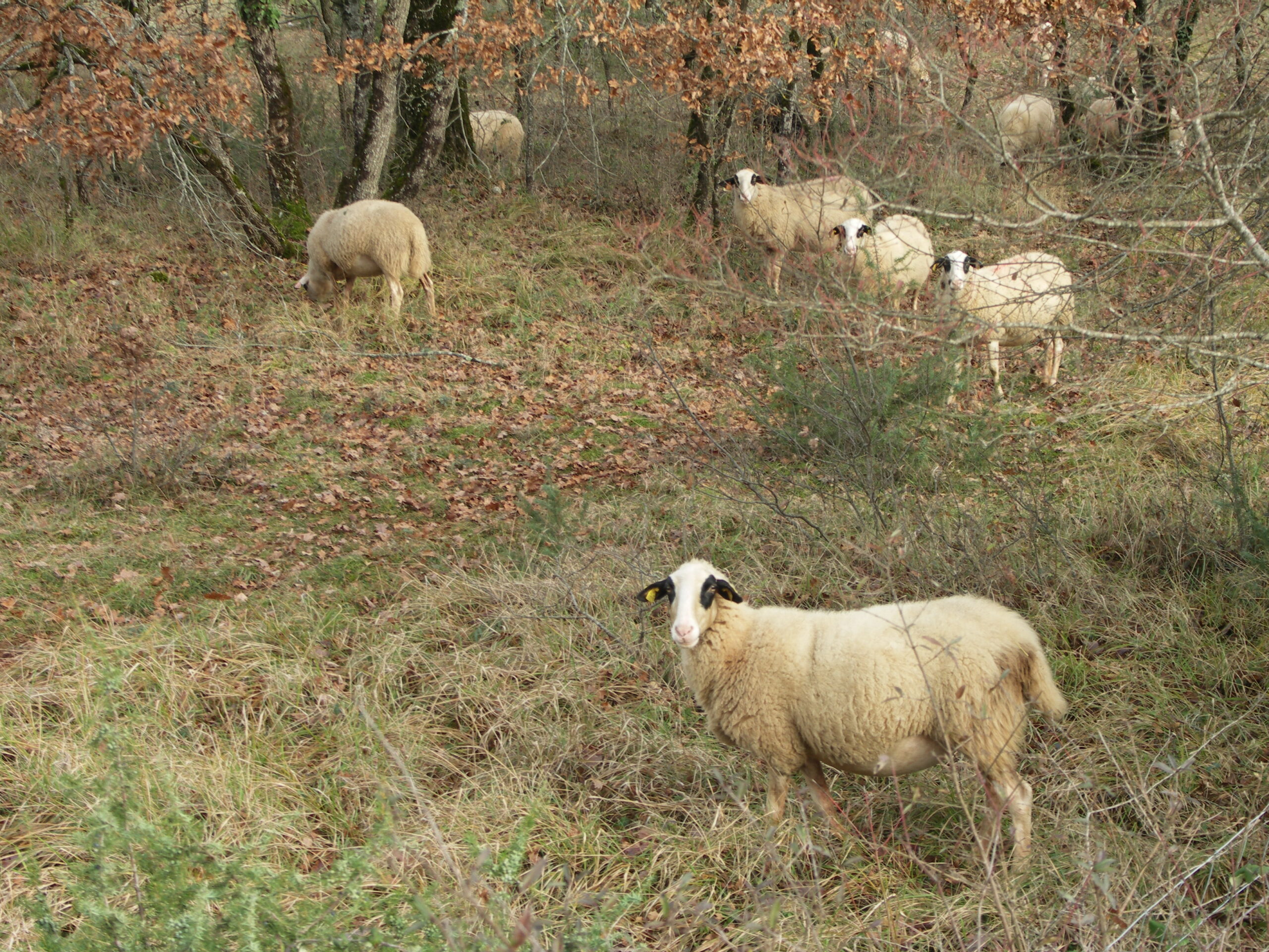 Le Pastoralisme : Outil de prévention des incendies