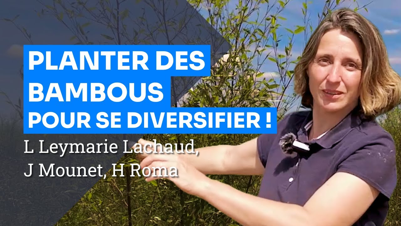 [Vidéo] Planter des bambous pour se diversifier