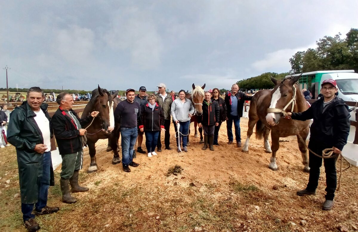 Terre En fête : Concours chevaux lourds