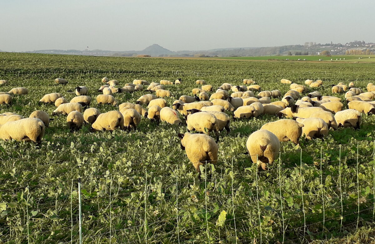 La chronique ovine : Des partenariats éleveurs/céréaliers sans risque juridique