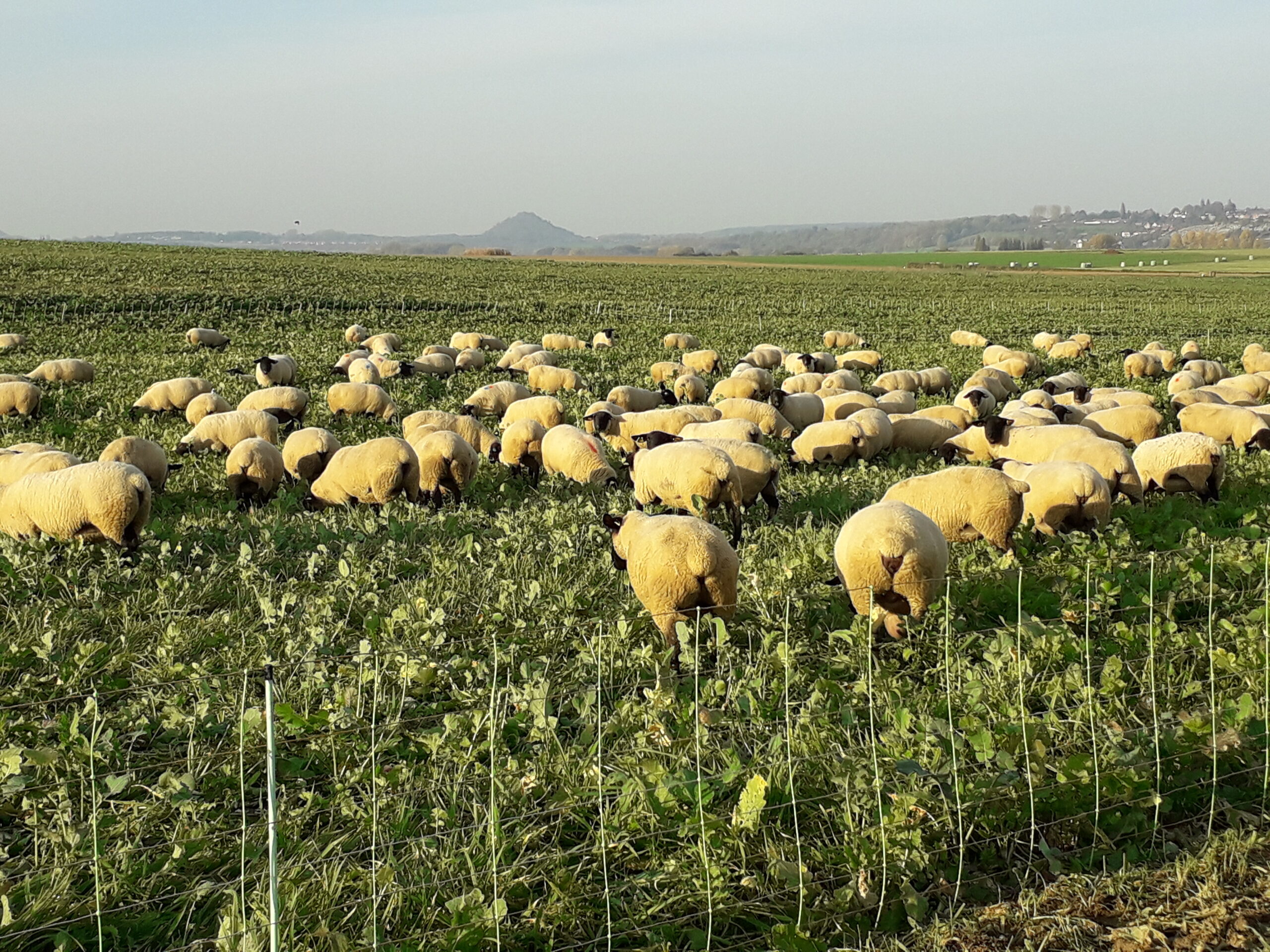 La chronique ovine : Des partenariats éleveurs/céréaliers sans risque juridique