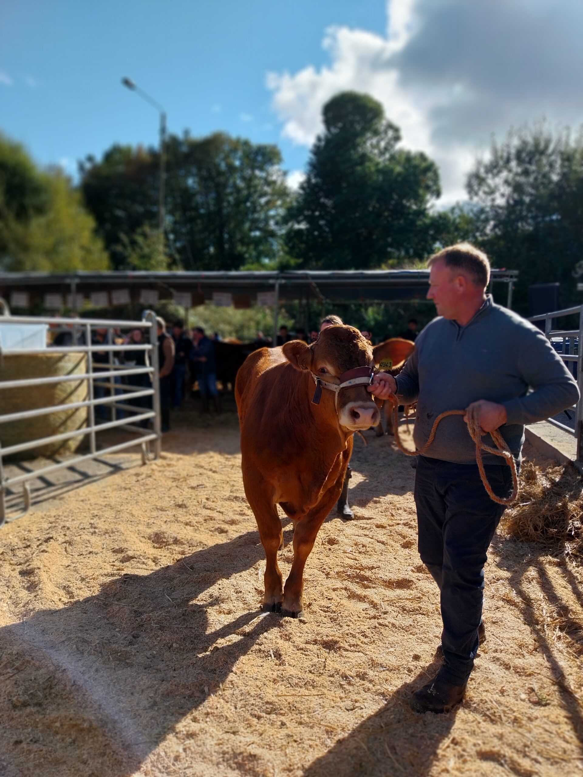 Vente des Limousins à Saint Jal : Des acheteurs venus en nombre sous le soleil de la Corrèze