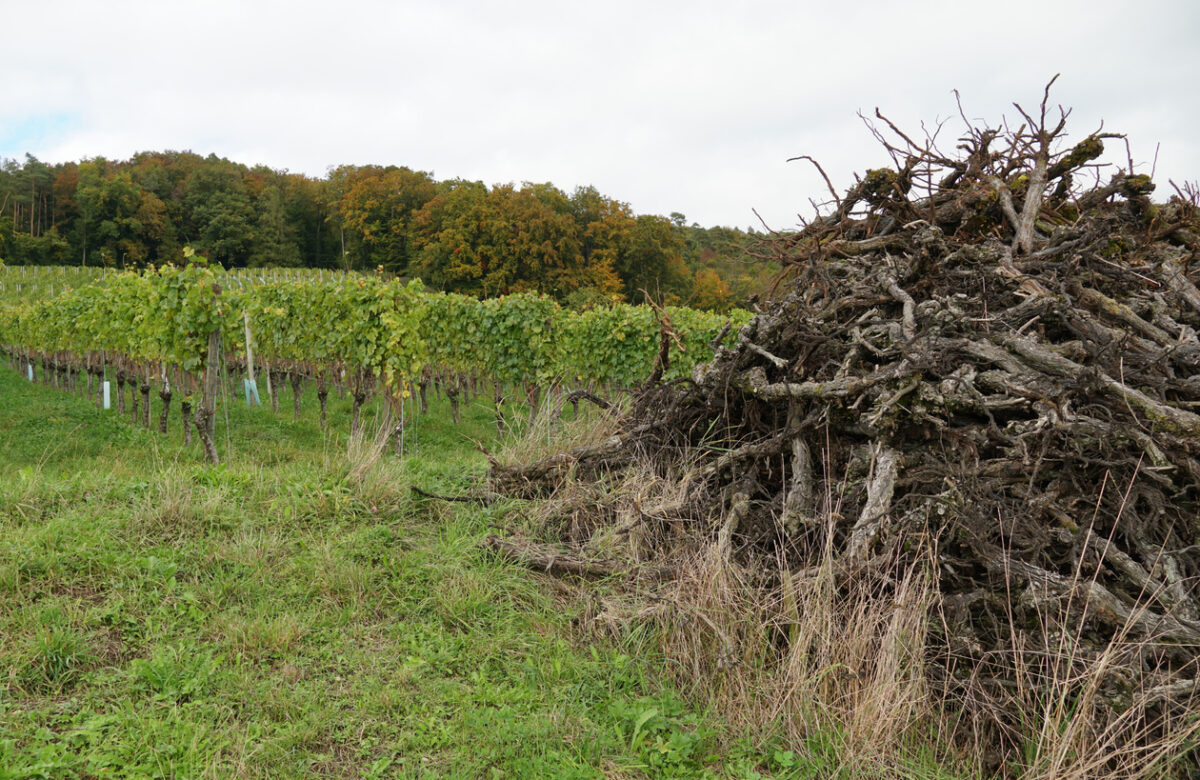 Arrachage définitif des vignes : La Commission Européenne donne son feu vert à la France