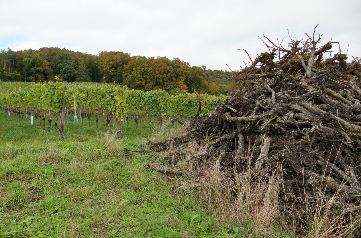 Arrachage définitif des vignes : La Commission Européenne donne son feu vert à la France