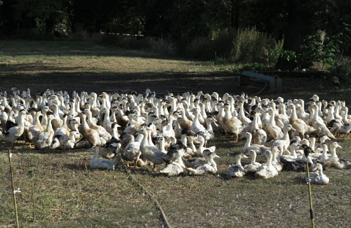 Influenza aviaire hautement pathogène : Lancement de la deuxième campagne de vaccination des canards