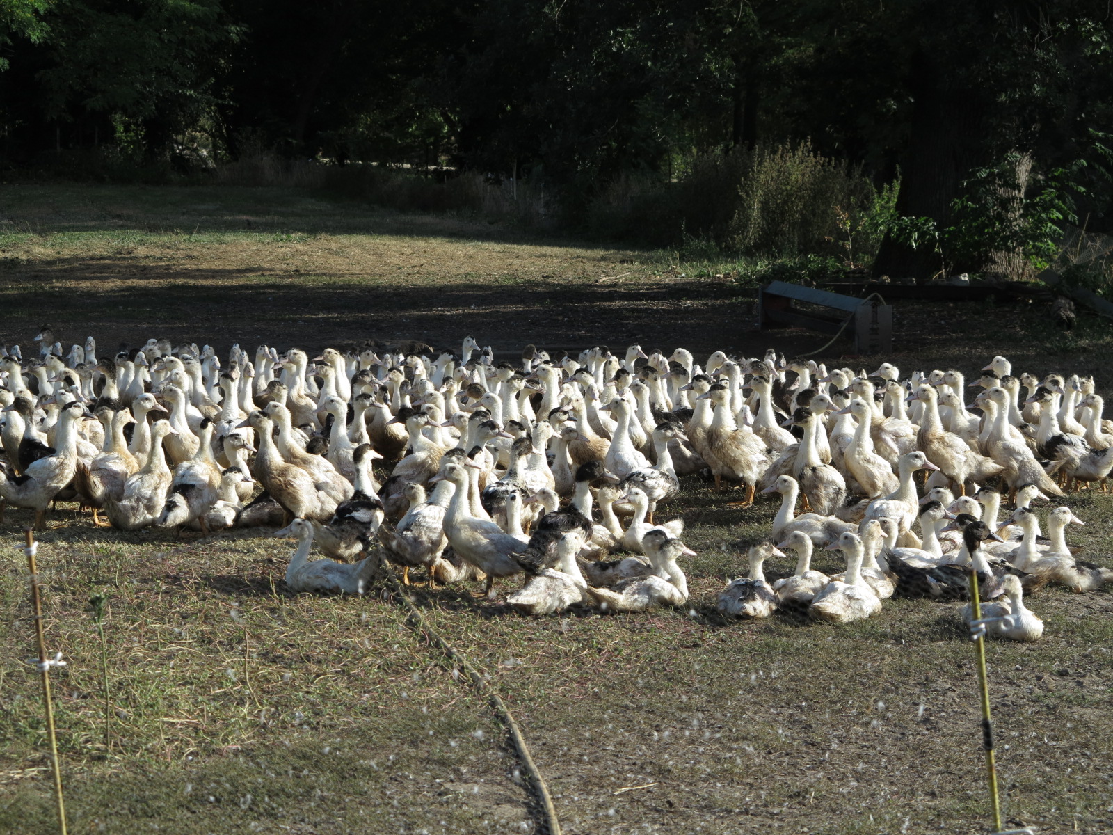 Influenza aviaire hautement pathogène : Lancement de la deuxième campagne de vaccination obligatoire des canards