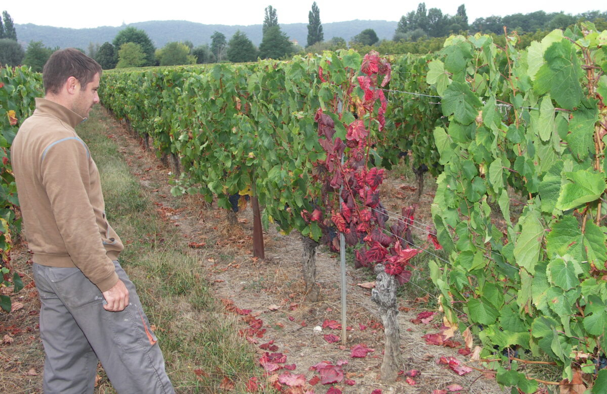 Nouvel arrêté fermage : Gel des tarifs en vigne et noix