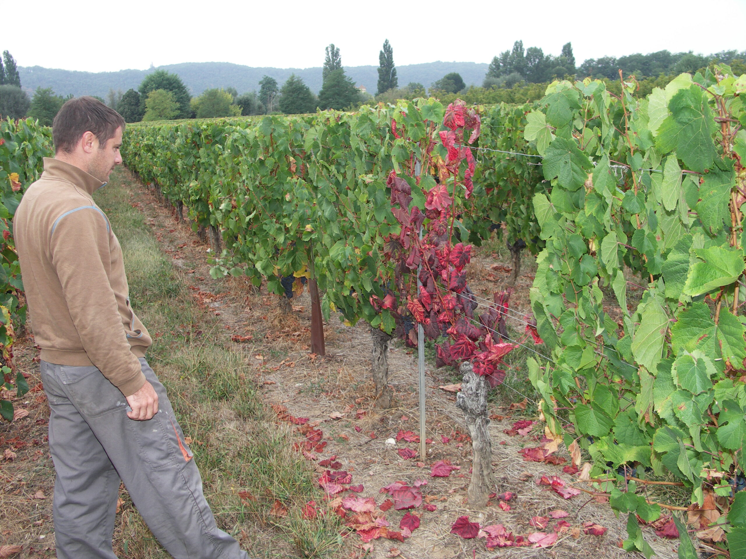 Nouvel arrêté fermage : Gel des tarifs en vigne et noix