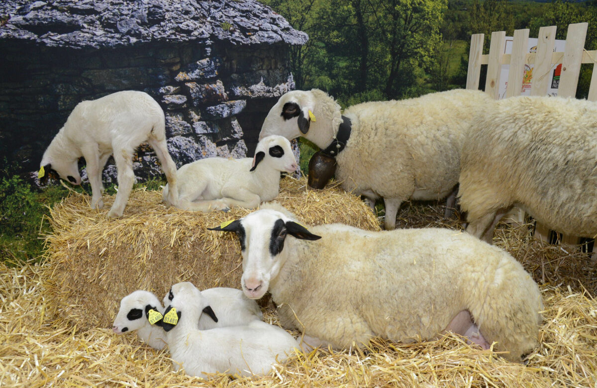 Annie Genevard annonce de nouvelles mesures à destination des élevages touchés par la fièvre catarrhale ovine et s’engage à faire évoluer la stratégie sanitaire pour mieux anticiper les prochaines crises