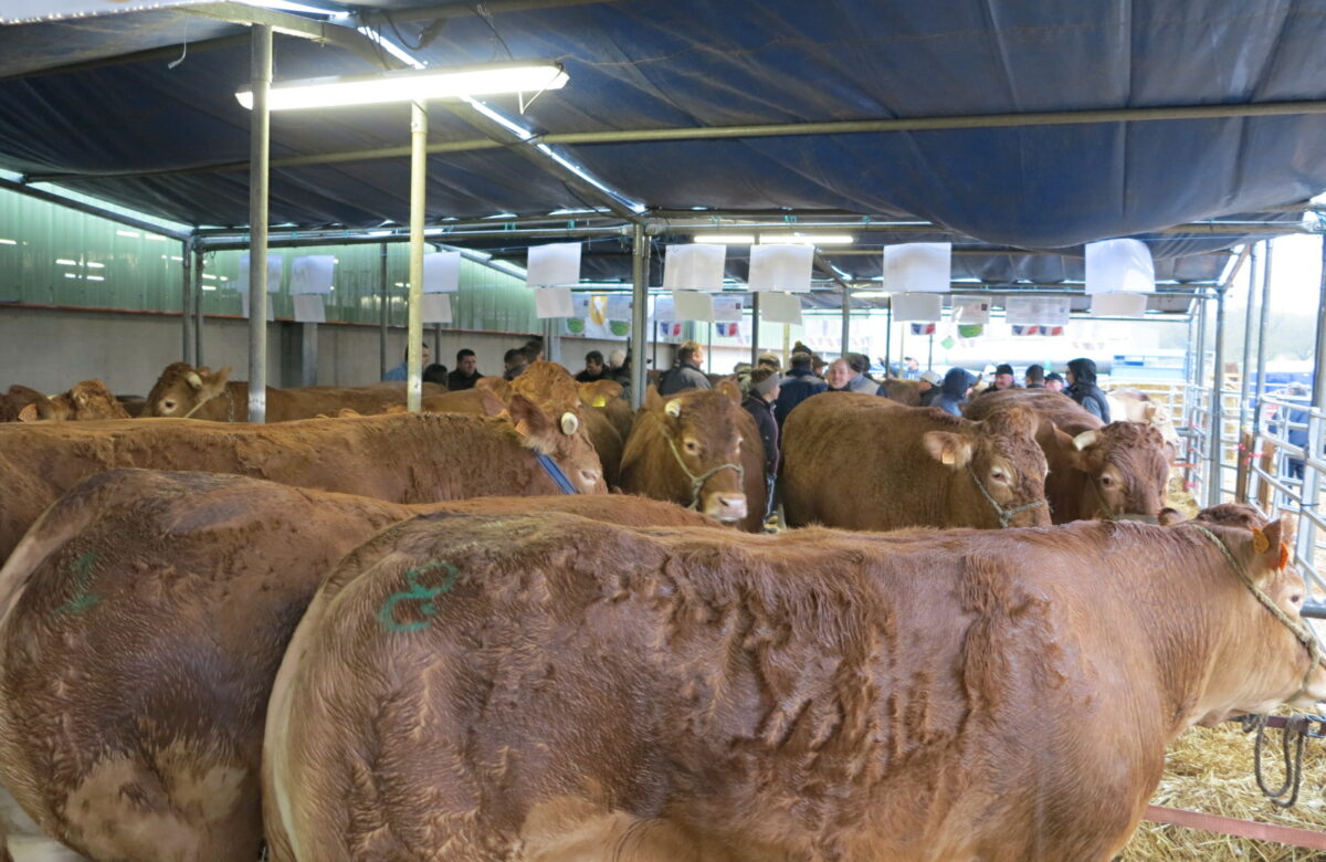 Natera Gramat : Une belle vente aux enchères d’animaux de boucherie