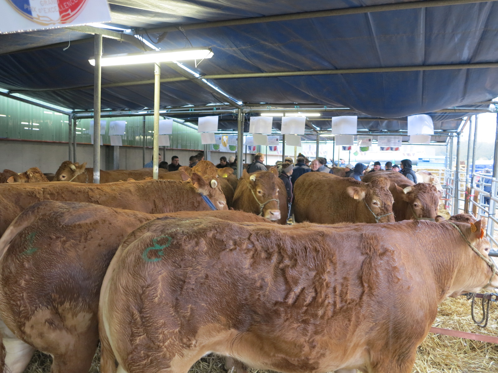 Natera Gramat : Une belle vente aux enchères d’animaux de boucherie