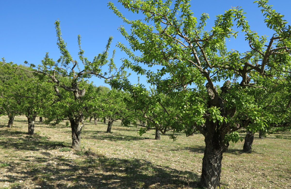 Chambre d’agriculture : Diversifiez vos productions et formez vous