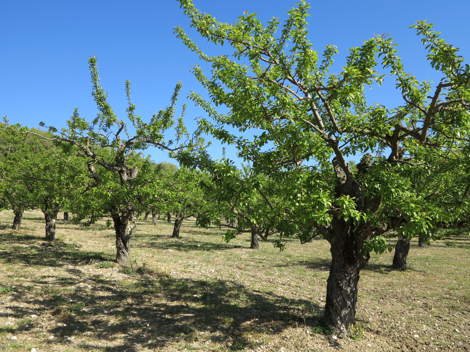 Chambre d’agriculture : Diversifiez vos productions et formez vous