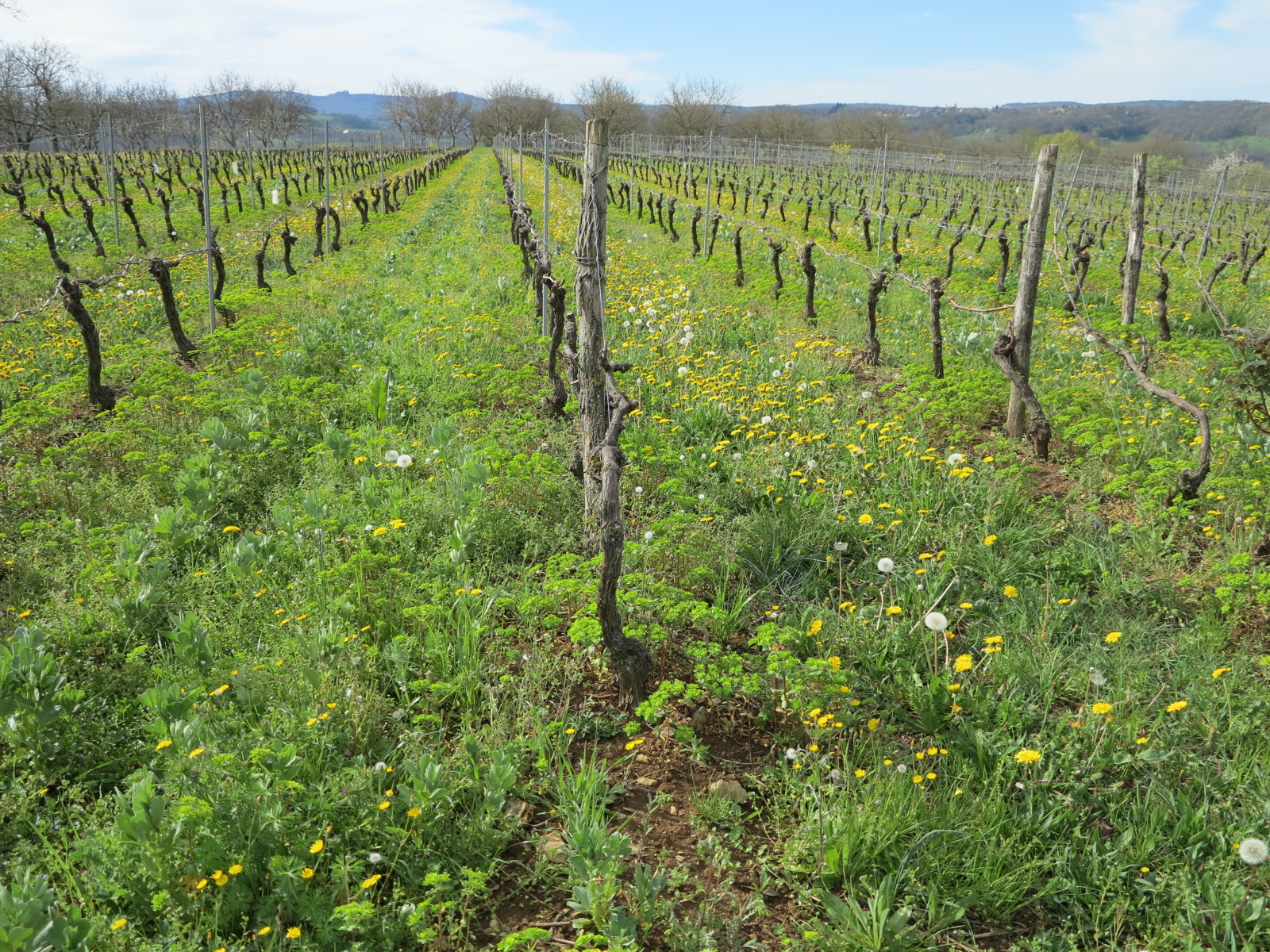 Plan d’arrachage des vignes : 746 hectares revendiqués sur le Lot