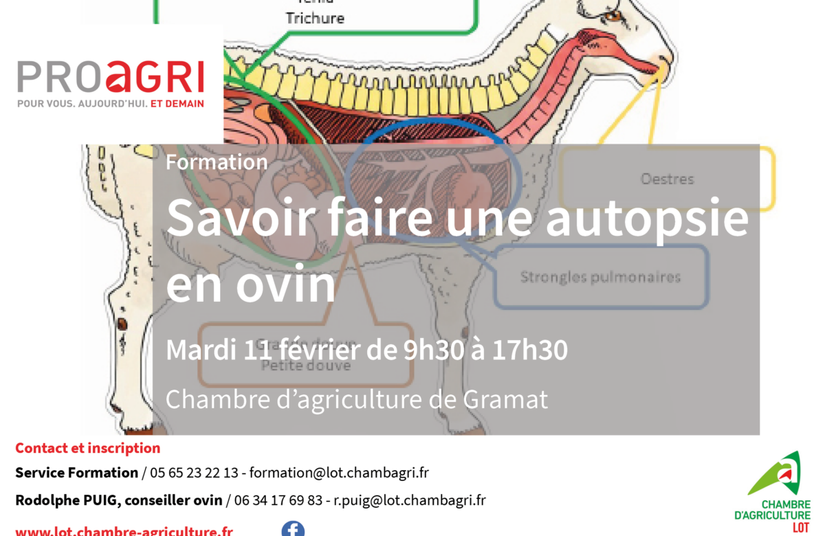 Formation : savoir faire une autopsie en ovin