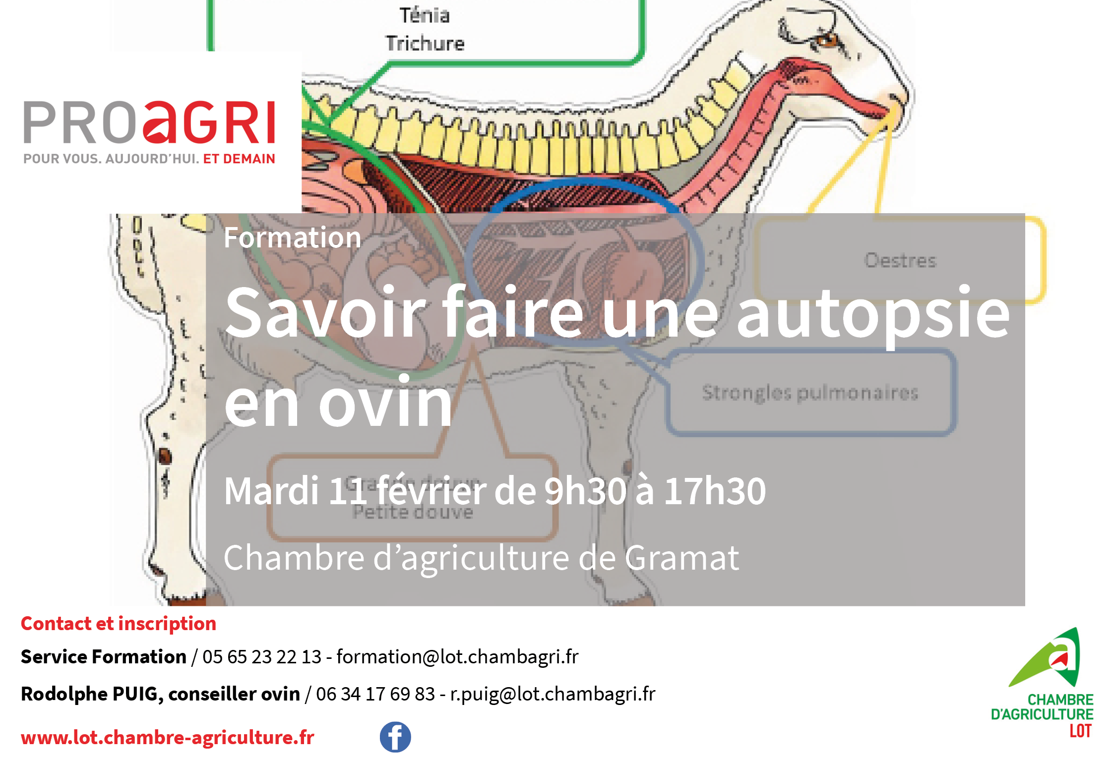 Formation : savoir faire une autopsie en ovin