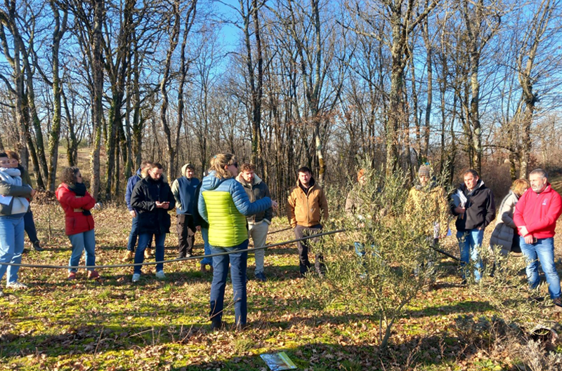 Formation diversification arboriculture : mettre en place un verger d’oliviers