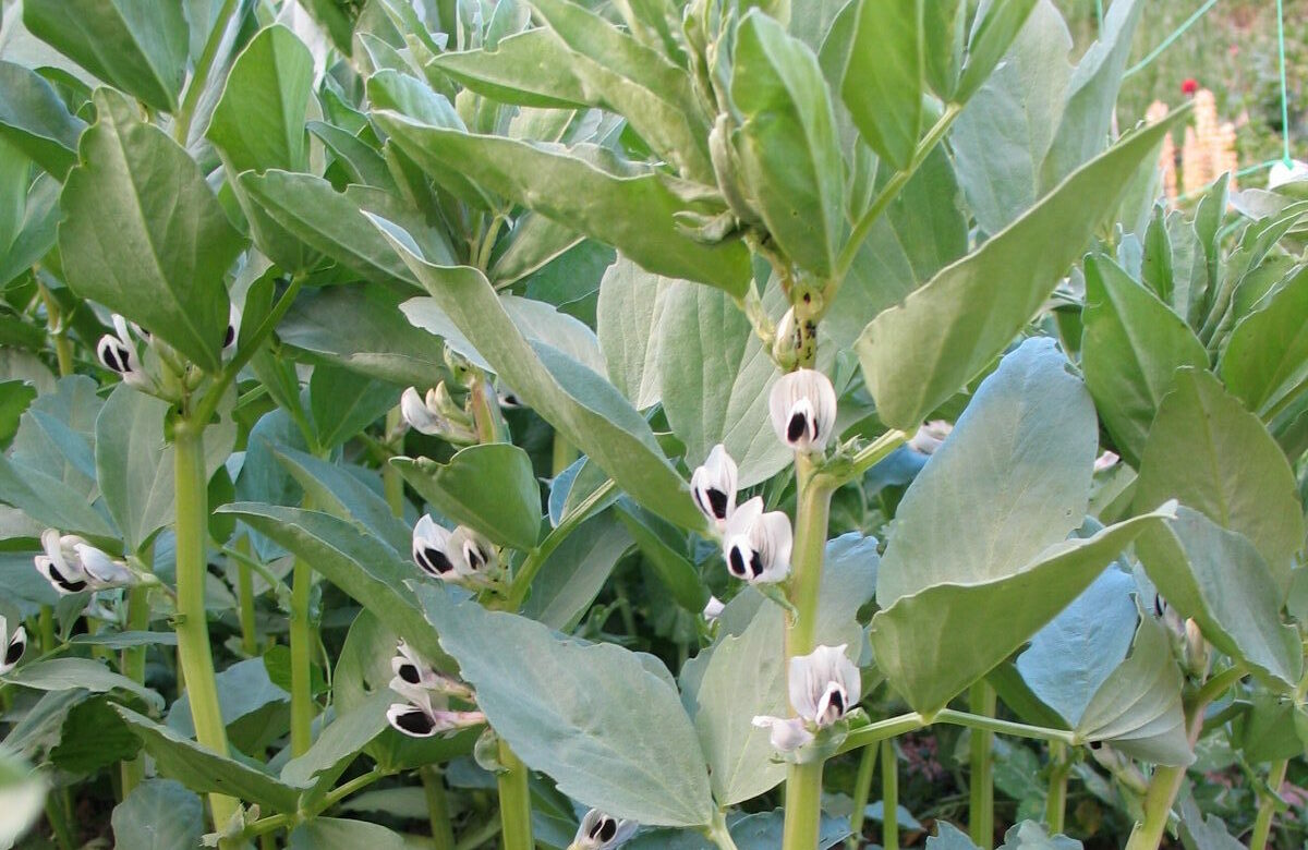 Jardinez avec la lune