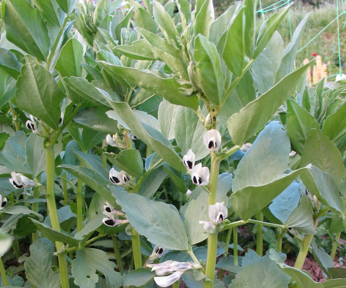 Jardinez avec la lune