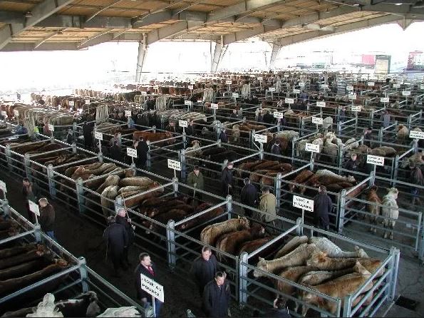 Le marché aux bestiaux de Laissac fait peau neuve !