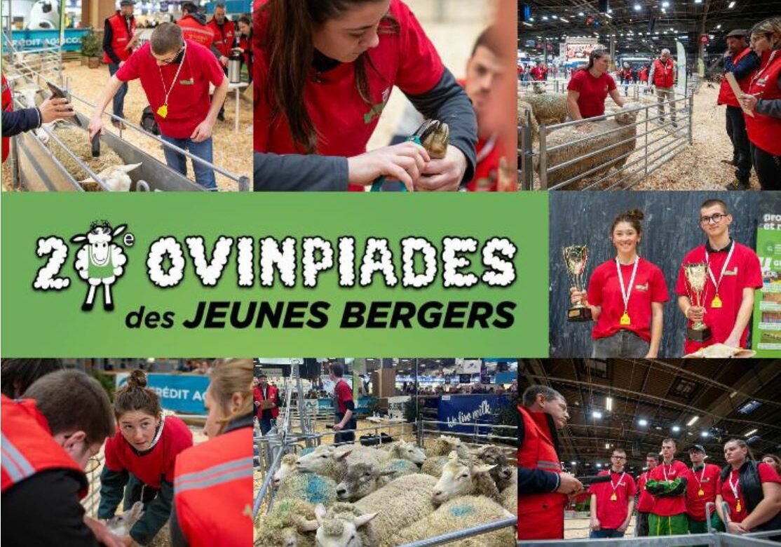 Les 20èmes Ovinpiades des Jeunes Bergers, une invitation à découvrir le métier d’éleveur de brebis