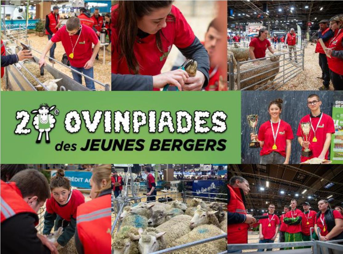 Les 20èmes Ovinpiades des Jeunes Bergers, une invitation à découvrir le métier d’éleveur de brebis