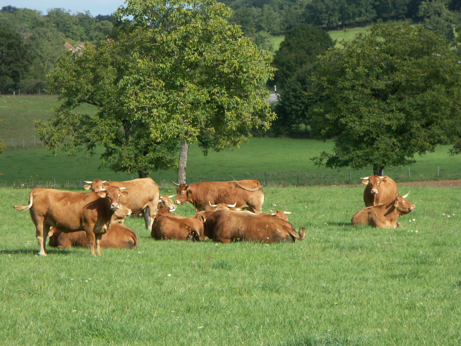 Reproduction des bovins : Bien gérer son troupeau avec les constats de gestation