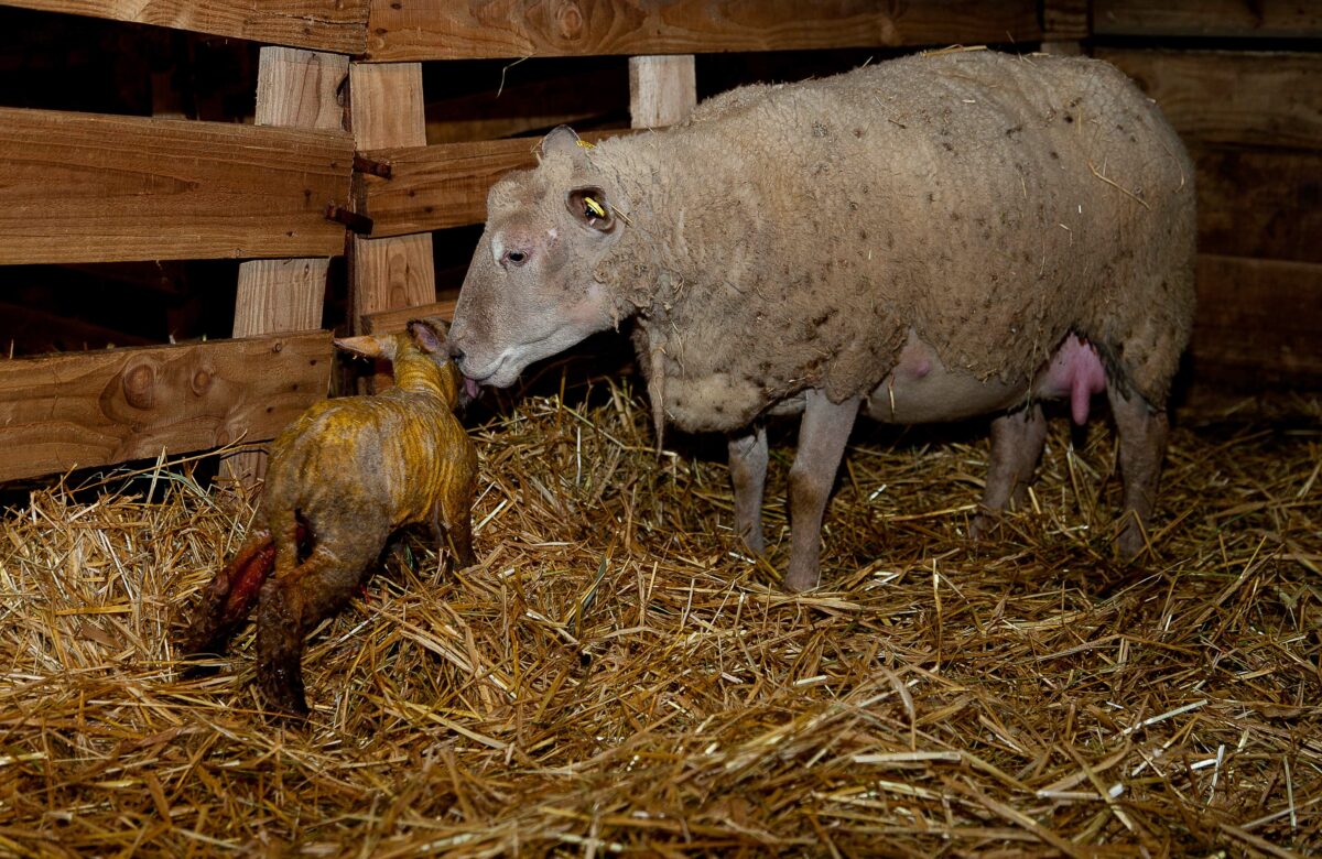 Chronique ovine : Le colostrum, fournisseur d’énergie