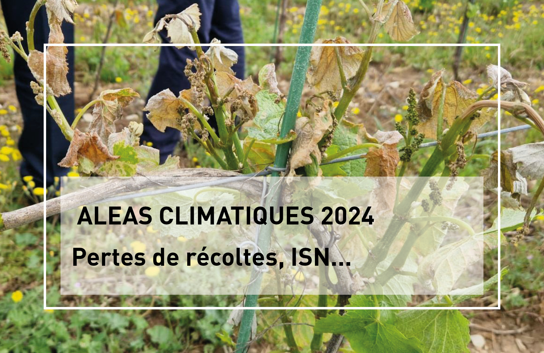 ALEAS CLIMATIQUES 2024 : Pertes de récoltes, Indemnisation de Solidarité Nationale  Pertes de fonds