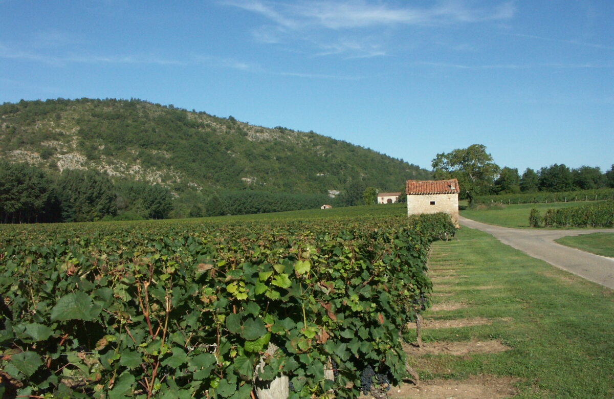 Viticulture : Grand succès pour l’aide à l’acquisition d’équipements contre le gel