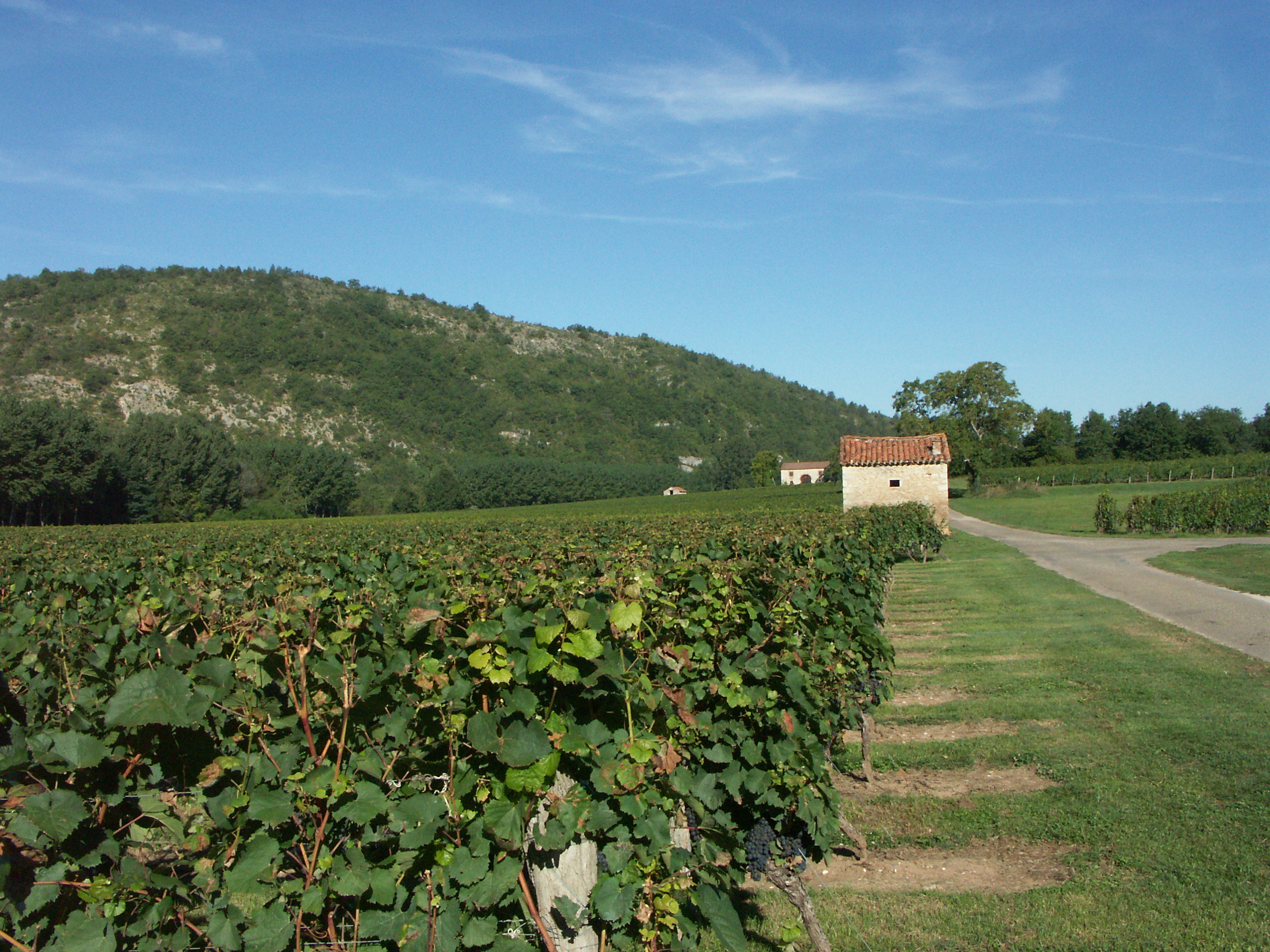 Viticulture : Grand succès pour l’aide à l’acquisition d’équipements contre le gel