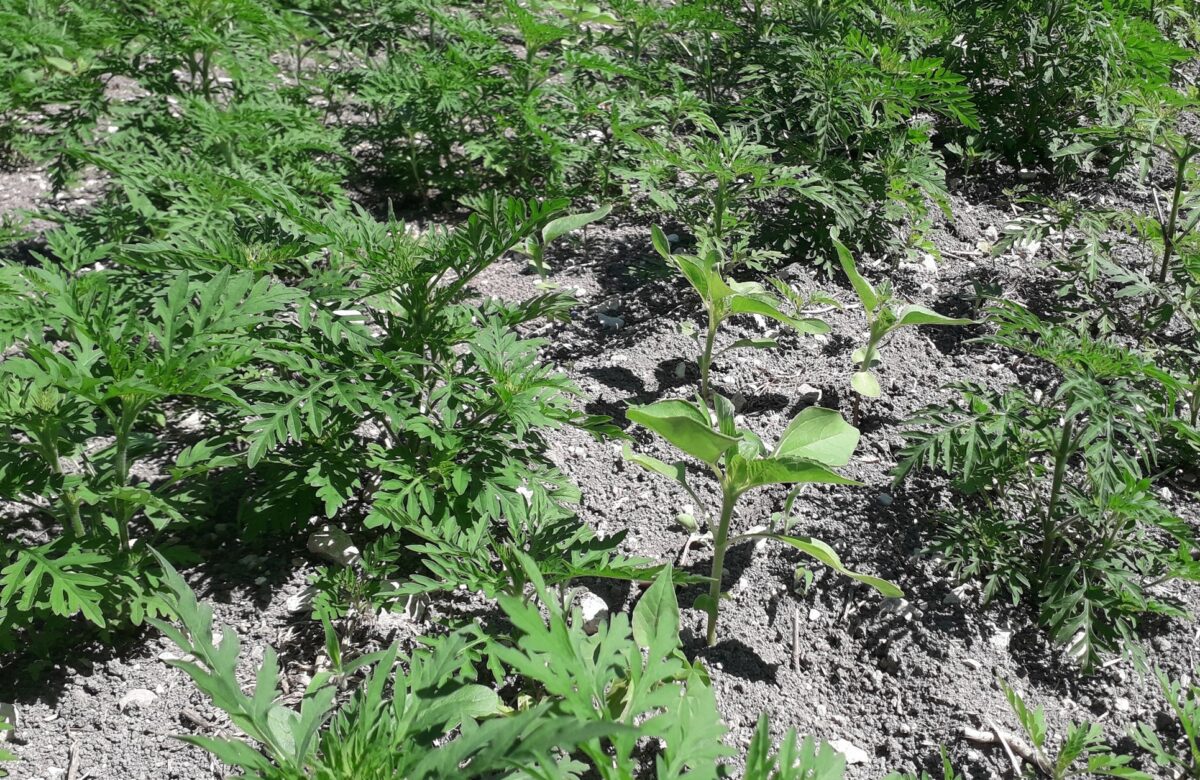 N°1 Prévenir l’ambroisie en tournesol