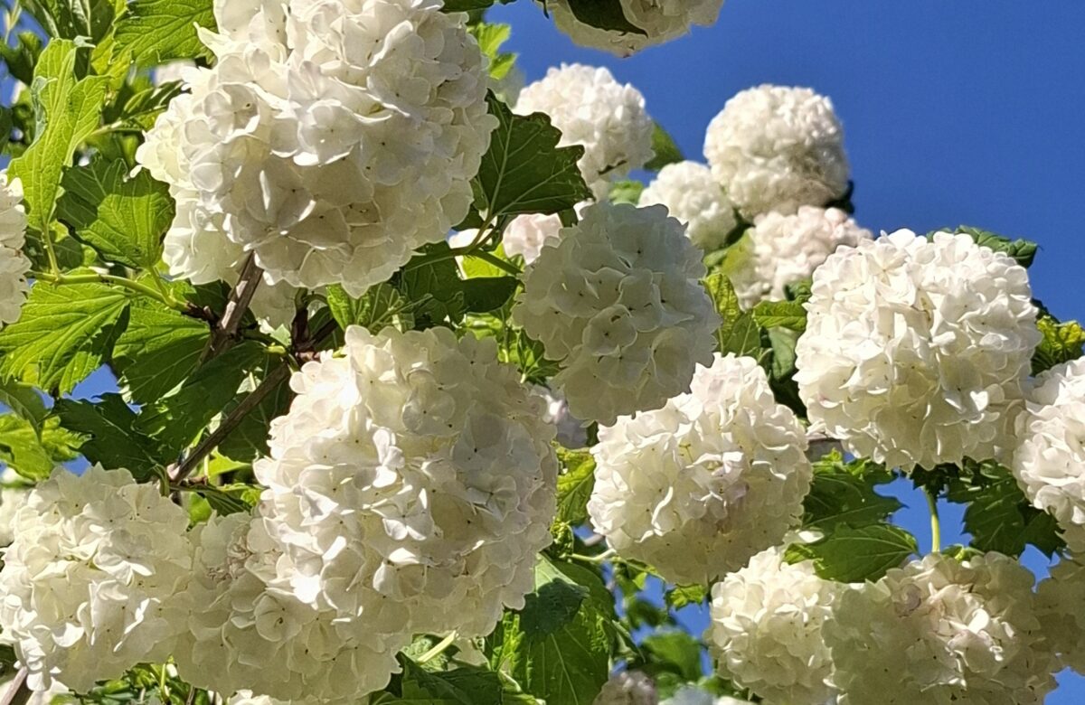 Jardinez avec la lune