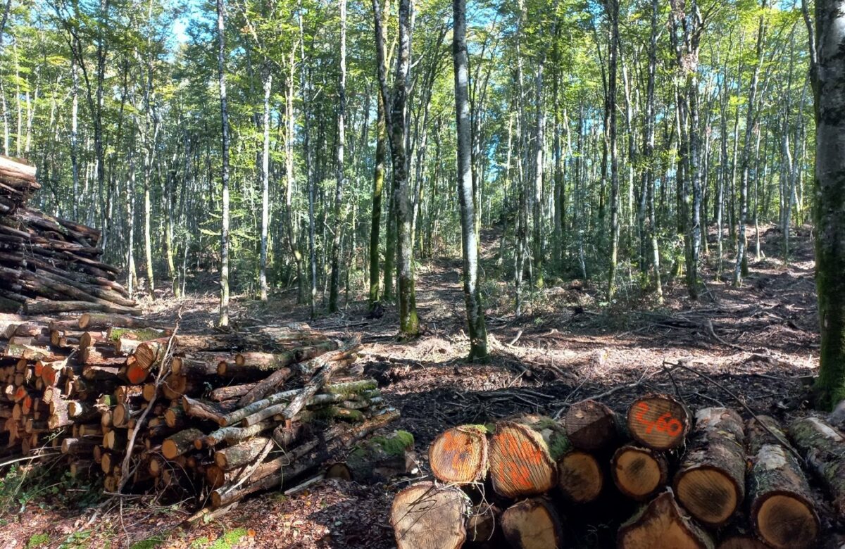 L’exploitation forestière dans le Lot : Coupes rases, industrialisation de la filière… la réalité à l’épreuve des faits