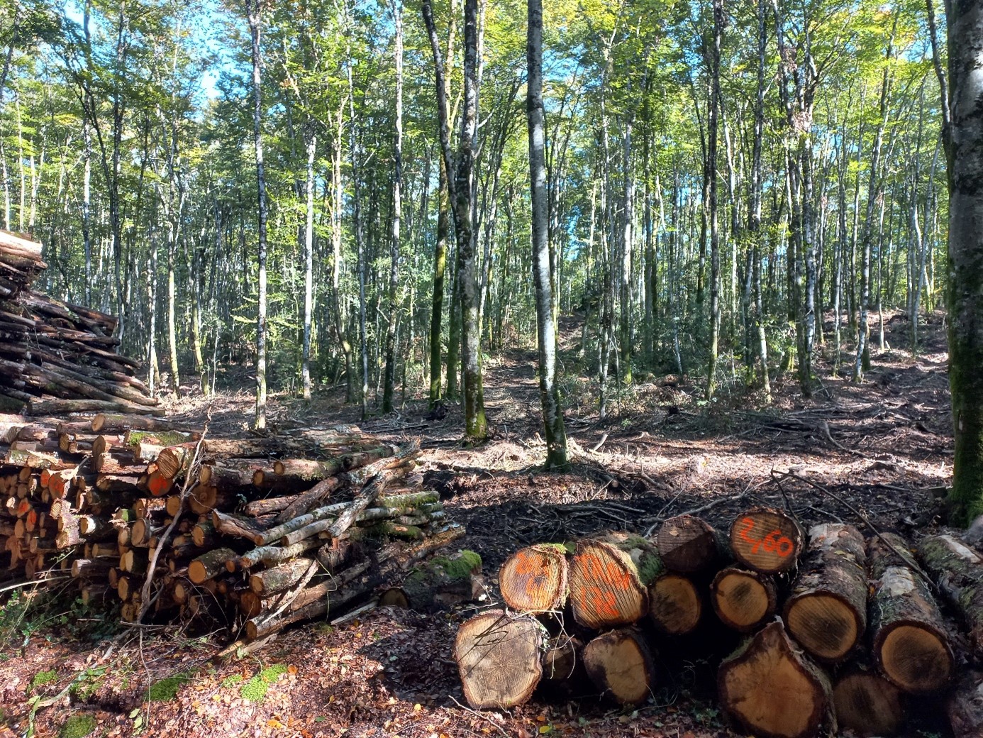 L’exploitation forestière dans le Lot : Coupes rases, industrialisation de la filière… la réalité à l’épreuve des faits