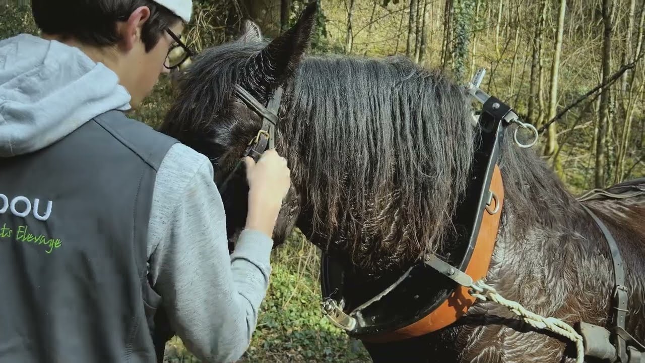 [VIDEO] Filière Trait d’Occitanie