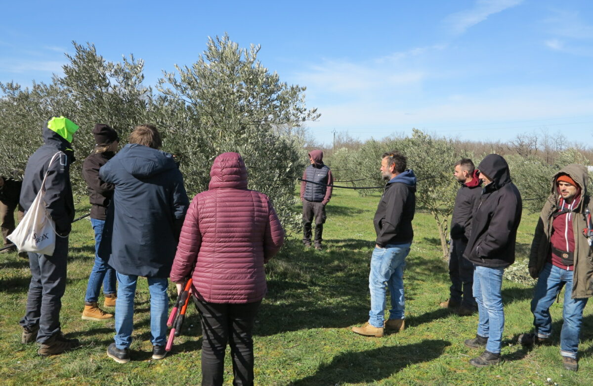 Production d’olives : Une diversification qui se développe