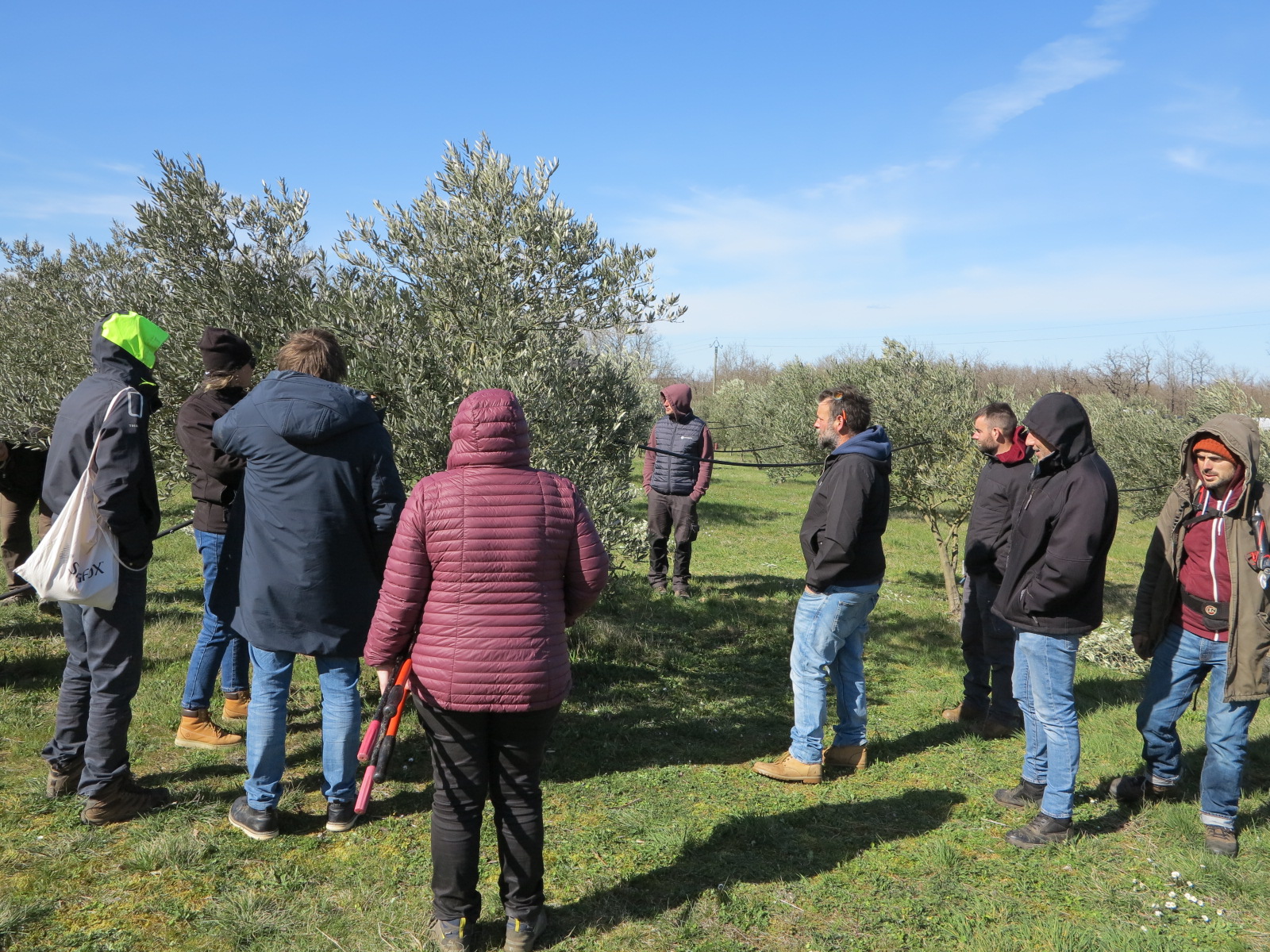 Production d’olives : Une diversification qui se développe