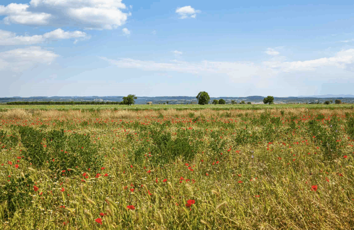 Prospective 2050 : Les friches menacent l’agriculture française