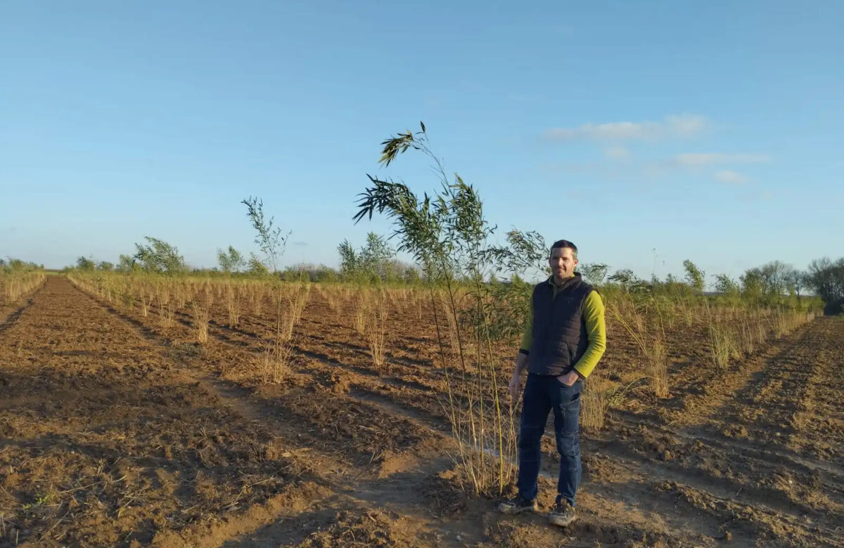 Diversification : La culture du bambou une vraie opportunité