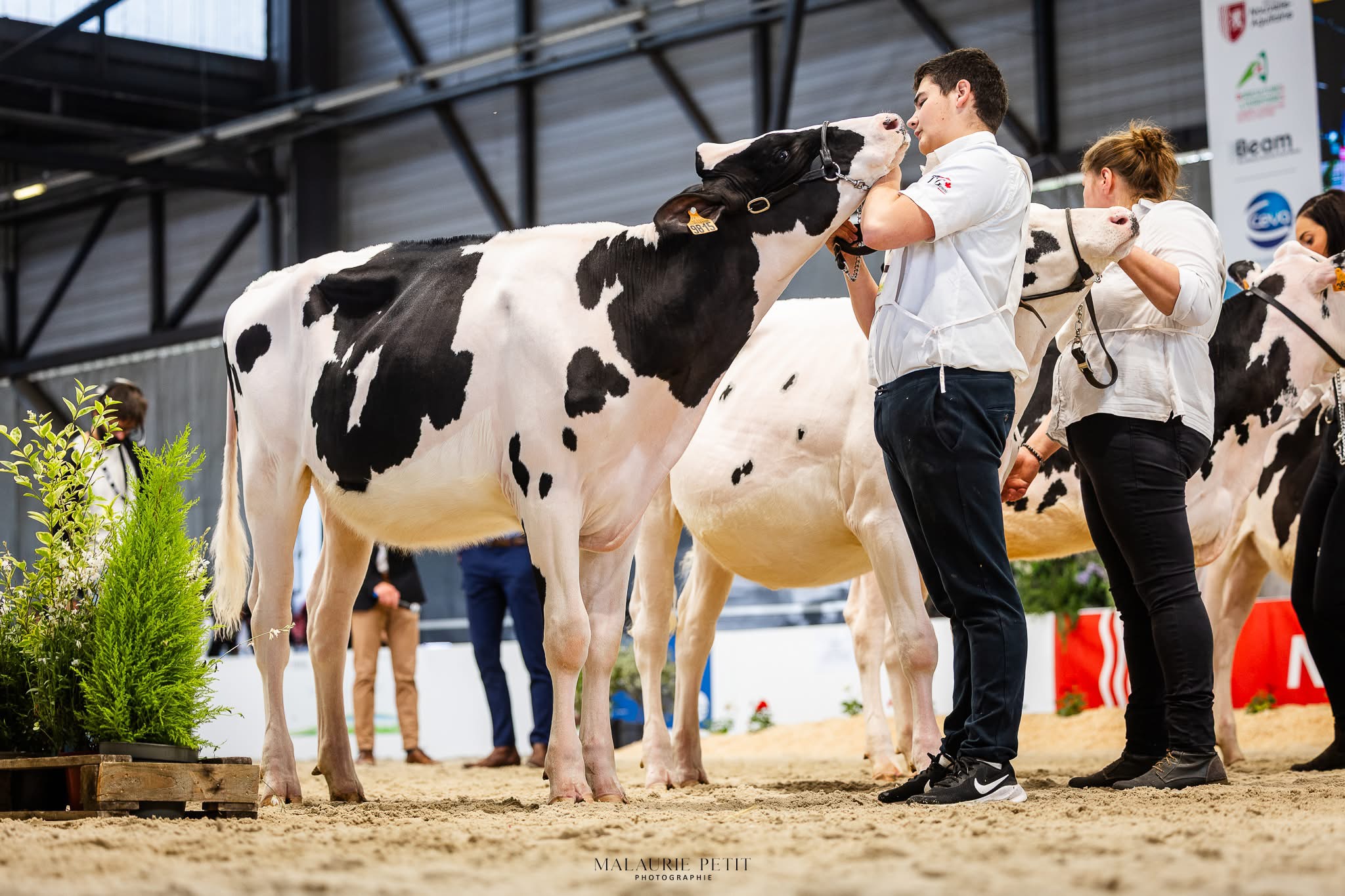 Aquitanima 2025 : Le beau palmarès des éleveurs prim’holstein lotois