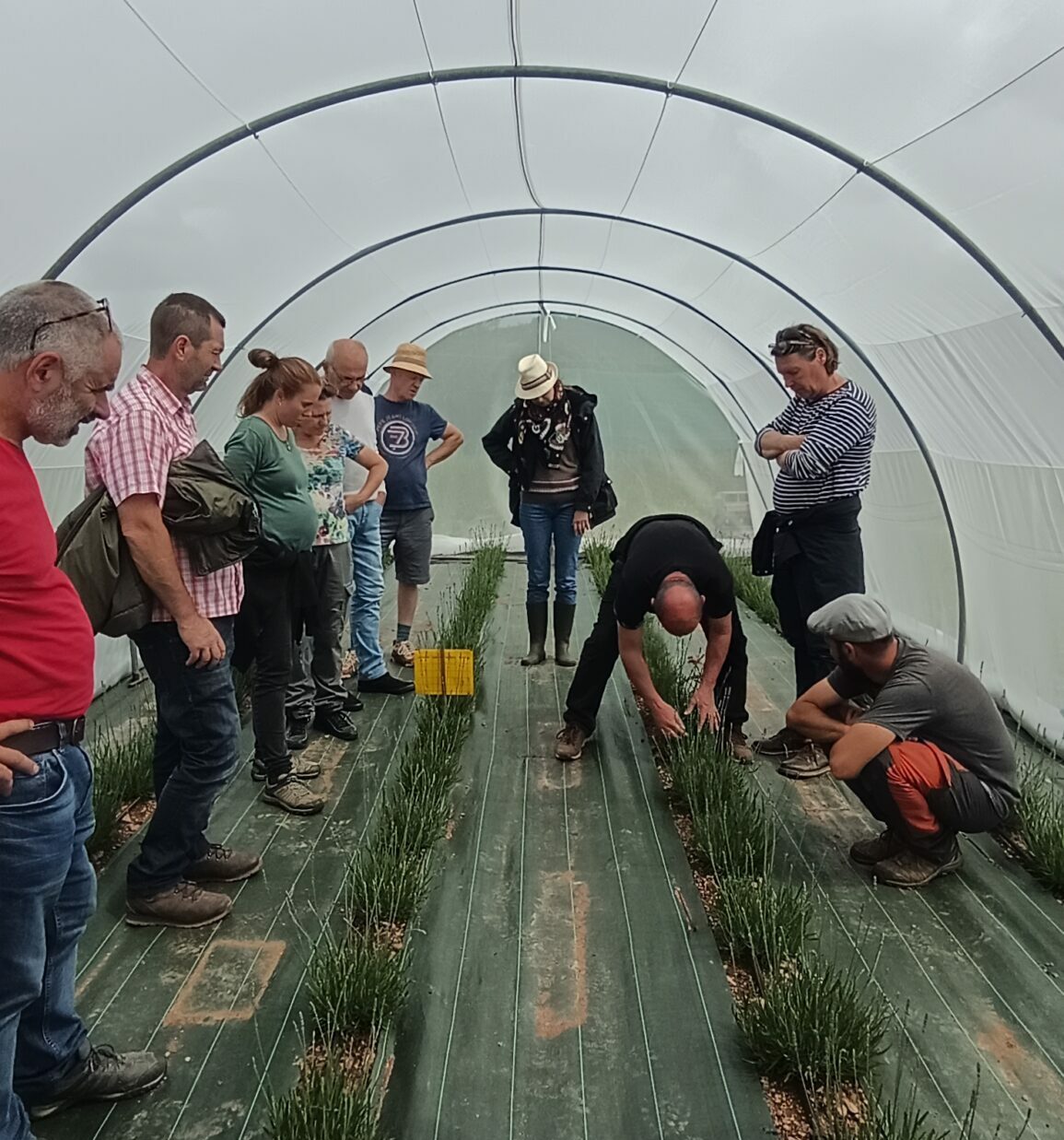 Visite de la pépinière bio : La Note Aromatique avec Quercy PPAM