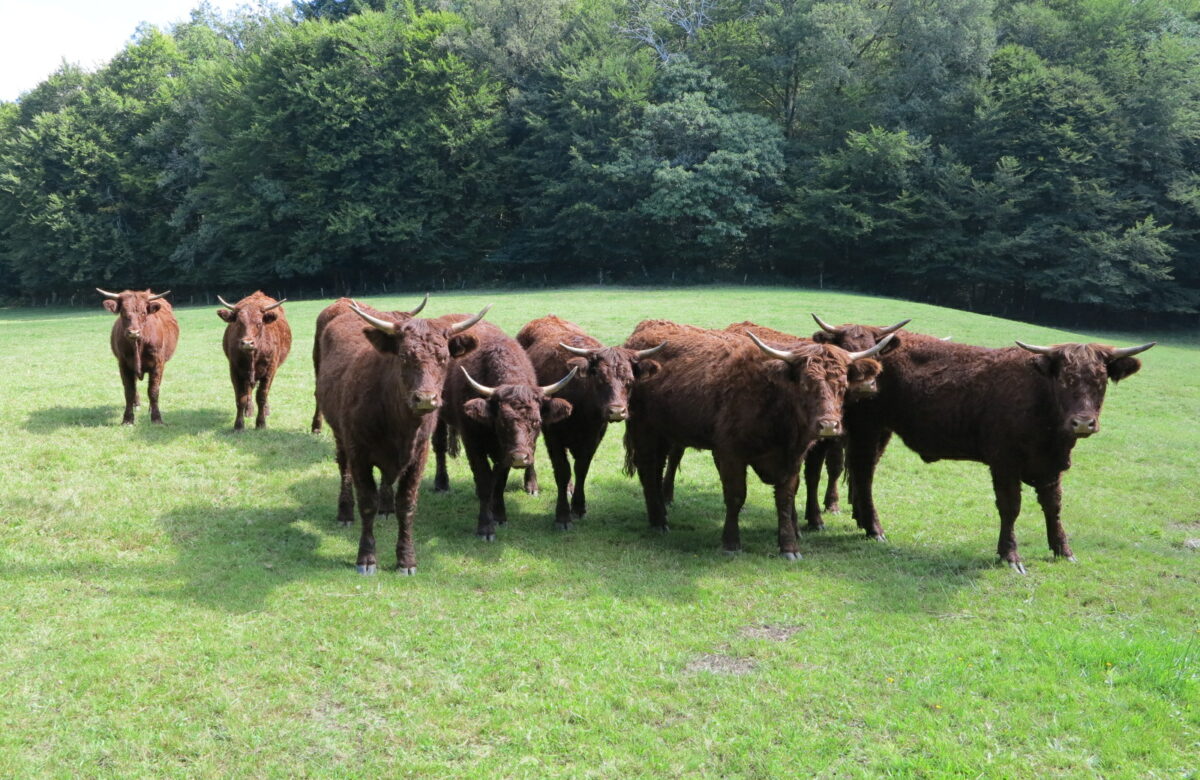 Viande bovine : Vers une flambée des cours européens ?